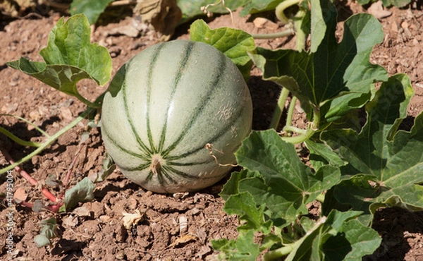 Obraz plantation de melons