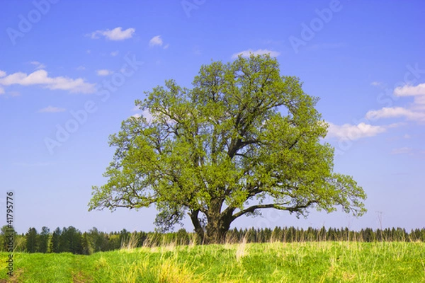Obraz Single old oak  in May.