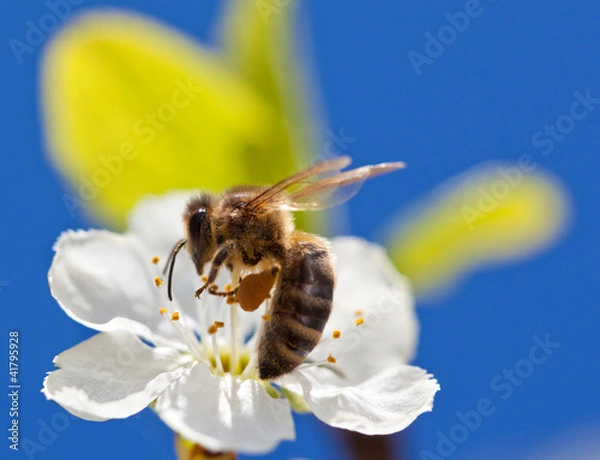 Obraz Bee on apple blossom, macro shot