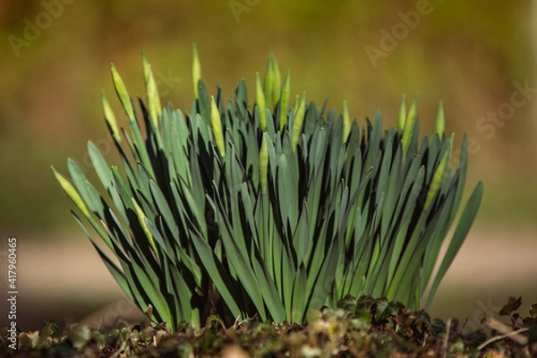 Fototapeta grass on the ground