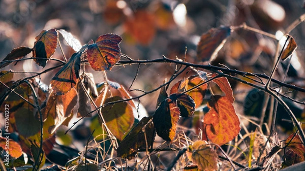 Fototapeta autumn leaves in the forest