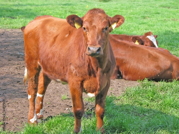 Obraz junger,brauner  bulle