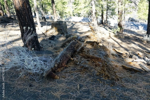 Obraz tree in the forest