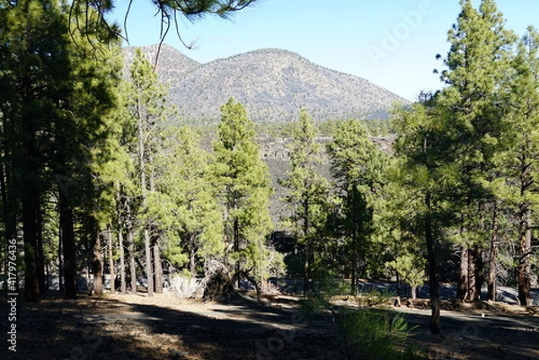 Obraz trees in the mountains
