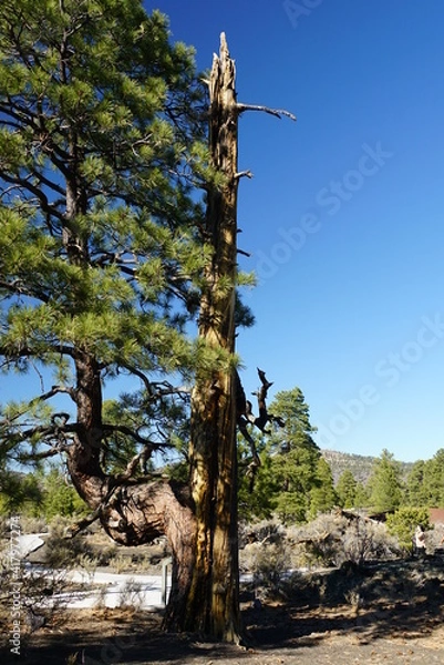 Obraz tree in desert