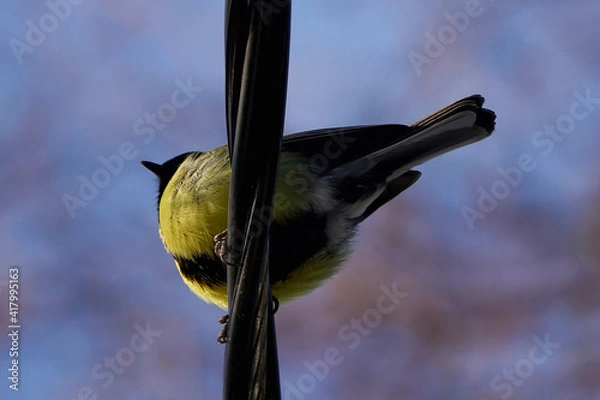Fototapeta Great tit from below sitting on a power line
