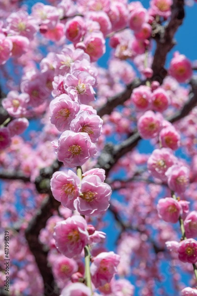 Obraz Japanese pink cherry blossoms