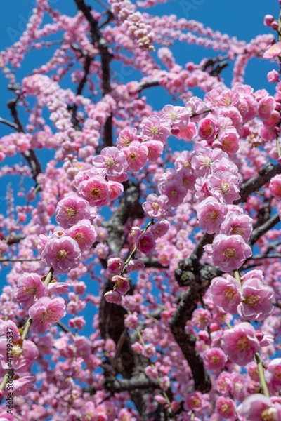 Obraz Japanese pink cherry blossoms