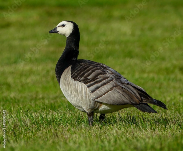 Fototapeta Barnacle goose