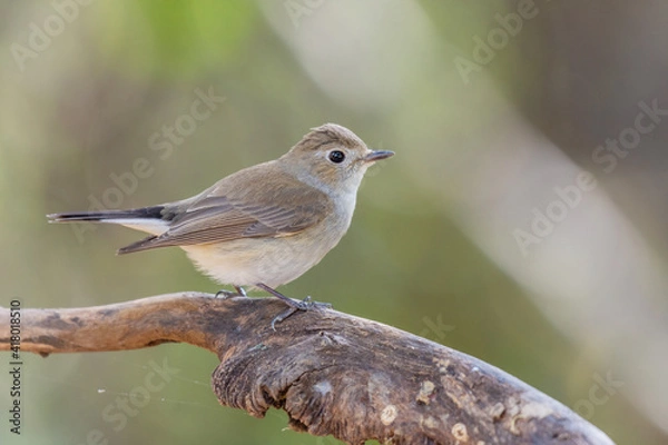 Obraz Little brown bird Taiga Flycatcher (Ficedula albicilla ) Sticking to the branches in the rainforest.