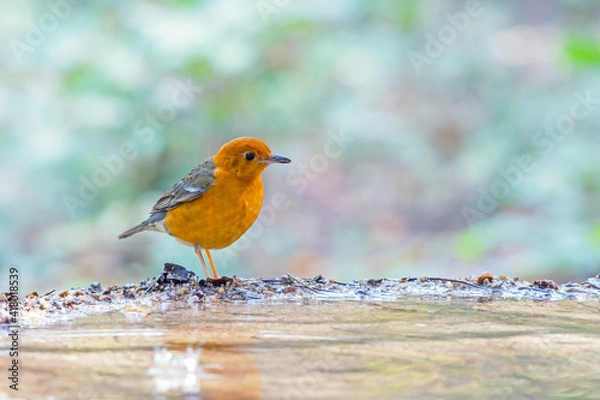 Obraz Female bird Orange-headed Thrush  (Geokichla citrina) standing on puddle in the rainforest.