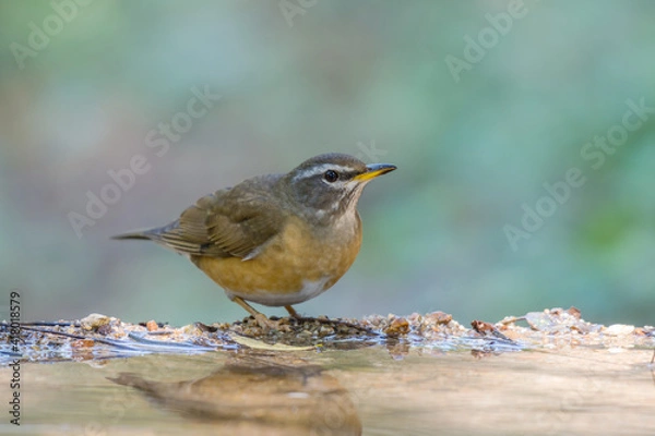 Fototapeta Eyebrowed Thrush (Turdus obscurus) bird standing on puddle in the rainforest.