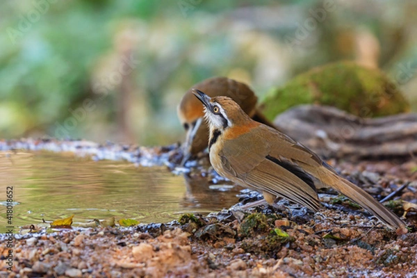 Fototapeta Lesser Necklaced Laughingthrush (Garrulax monileger) standing on puddle in the rainforest.