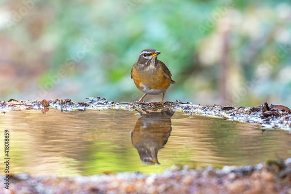 Fototapeta Eyebrowed Thrush (Turdus obscurus) bird standing on puddle in the rainforest.