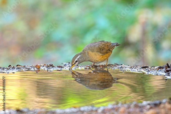 Fototapeta Eyebrowed Thrush (Turdus obscurus) bird standing on puddle in the rainforest.