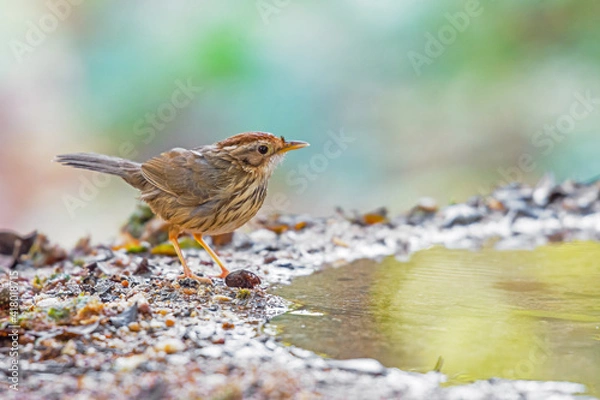 Obraz Puff-throated Babbler (Pellorneum ruficeps) standing on puddle in the rainforest.