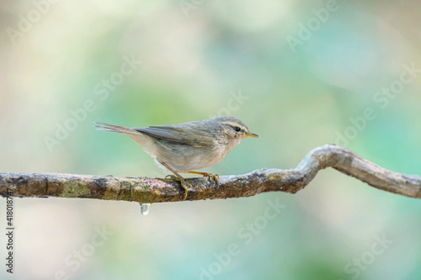Obraz Little bird Dusky Warbler(Phylloscopus fuscatus) Sticking to the branches in the rainforest.