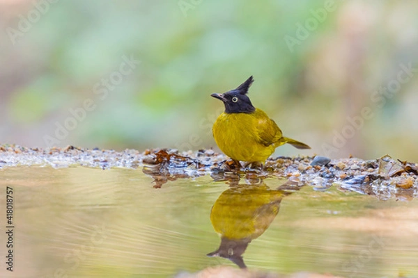 Obraz Black-crested Bulbul (Rubigula flaviventris) standing on puddle in the rainforest.