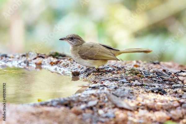 Fototapeta Streak-eared Bubul (Pycnonotus blanfordi) standing on puddle in the rainforest.