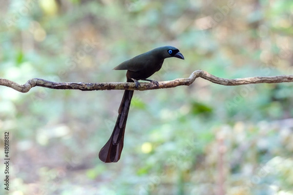 Obraz Black bird blue eyes Racket-tailed Treepie (Crypsirina temia) Sticking to the branches in the rainforest.