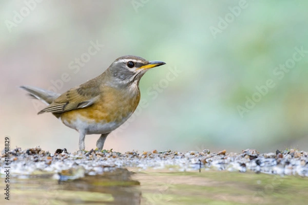 Fototapeta Eyebrowed Thrush (Turdus obscurus) bird standing on puddle in the rainforest.