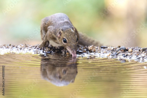 Obraz Treeshrew was drinking water in a small puddle.