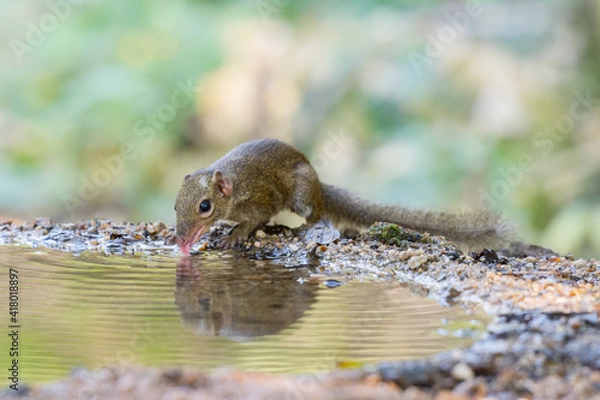 Obraz Treeshrew was drinking water in a small puddle.