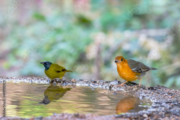 Obraz Two birds Orange-headed Thrush  and Black-headed Bulbul standing on puddle in the rainforest.