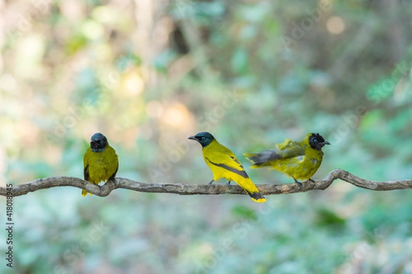 Obraz Three yellow birds Black-headed Bulbul (Brachypodius atriceps )  Sticking to the branches in the rainforest.