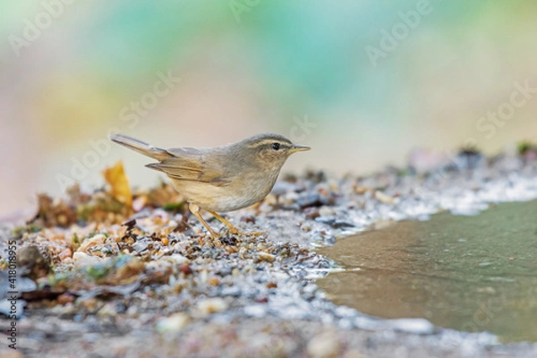 Obraz Little bird Dusky Warbler(Phylloscopus fuscatus) standing on puddle in the rainforest.