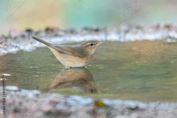 Obraz Little bird Dusky Warbler(Phylloscopus fuscatus) standing on puddle in the rainforest.