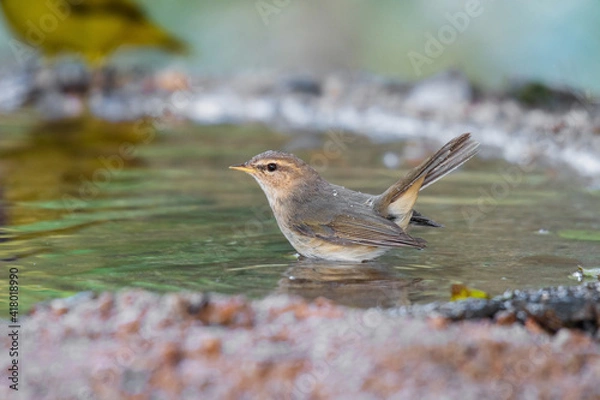 Obraz Little bird Dusky Warbler(Phylloscopus fuscatus) standing on puddle in the rainforest.