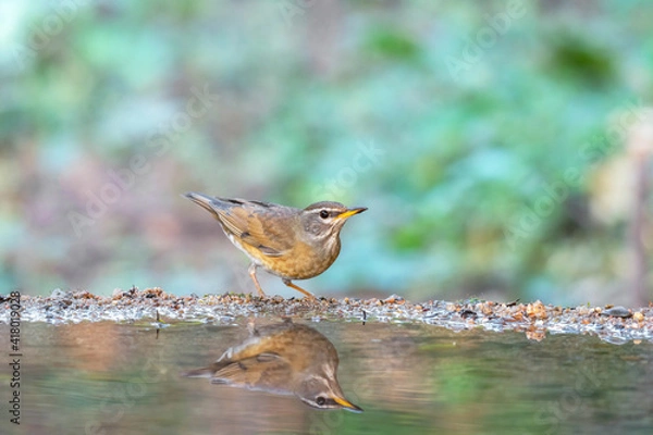 Fototapeta Eyebrowed Thrush (Turdus obscurus) bird standing on puddle in the rainforest.