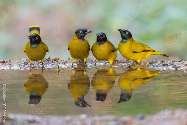 Obraz Four yellow birds Black-headed Bulbul (Brachypodius atriceps )  standing on puddle in the rainforest.