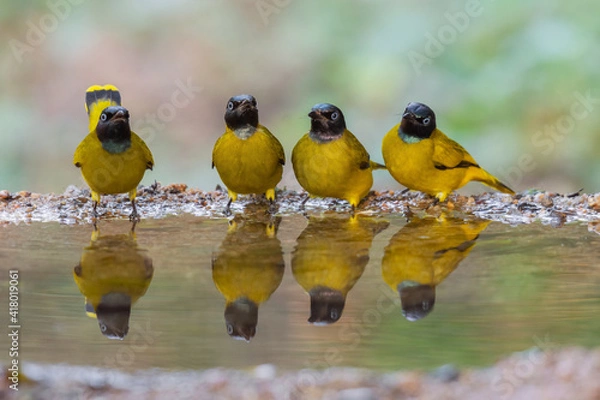 Obraz Four yellow birds Black-headed Bulbul (Brachypodius atriceps )  standing on puddle in the rainforest.