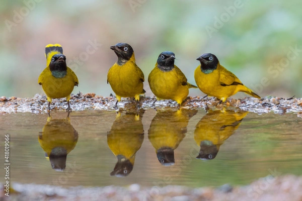 Obraz Four yellow birds Black-headed Bulbul (Brachypodius atriceps )  standing on puddle in the rainforest.