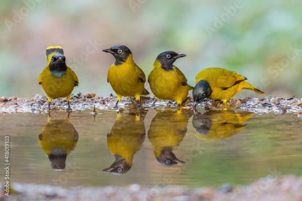 Obraz Four yellow birds Black-headed Bulbul (Brachypodius atriceps )  standing on puddle in the rainforest.