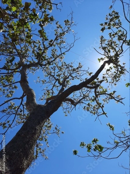 Obraz tree branches against blue sky