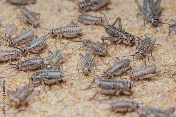 Obraz cricket farming. 25 days after birth.