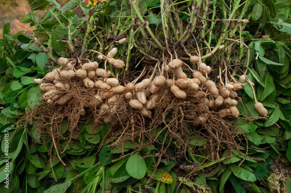 Obraz Fresh peanuts plants with roots plants harvest of peanut plants.