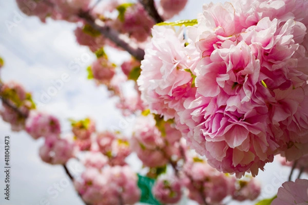 Obraz pink cherry blossom