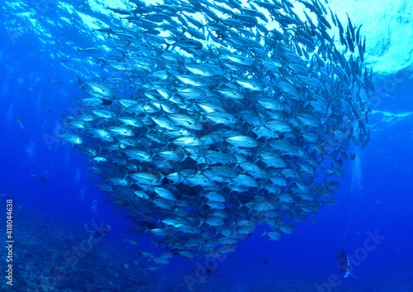 Fototapeta 沖縄、粟国島のギンガメアジとダイバー