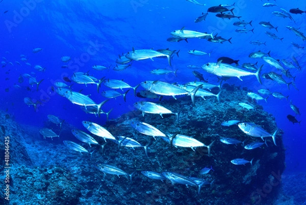 Obraz 沖縄県粟国島のイソマグロ