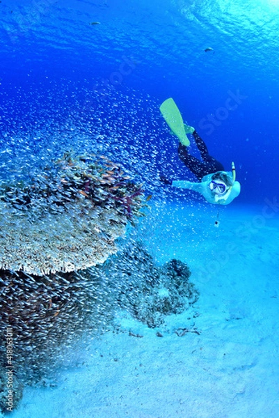 Fototapeta 沖縄、座間味諸島、阿嘉島のカラフルな水中