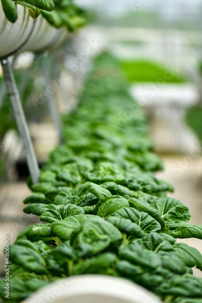 Obraz Verticale farming for Milk cabbage