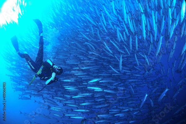 Fototapeta sipadanのバラクーダの群