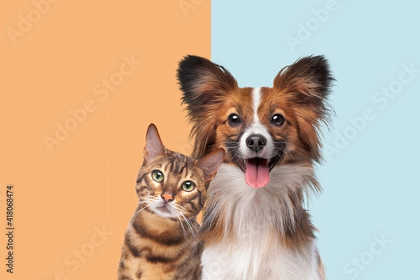 Fototapeta portrait of a cat and dog looking at camera