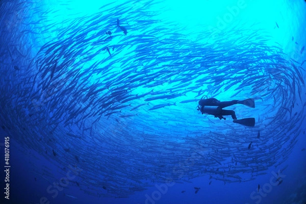 Fototapeta sipadanのバラクーダの群