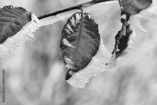 Obraz blatt mit frost