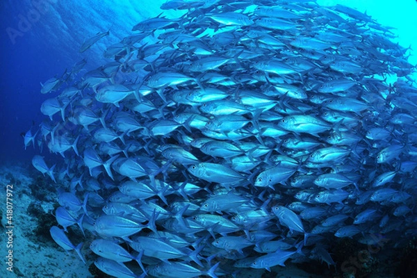 Obraz sipadanのギンガメアジの群が整列
